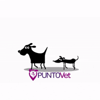 PuntoVet gato gatos perro perros GIF