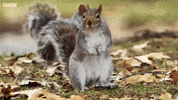 awkward bbc squirrel spy haunted GIF