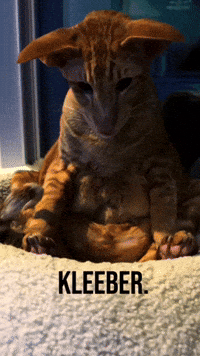 Cat Larry GIF