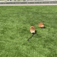 Cute Dog Corgis Playing GIF
