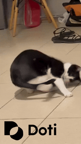 Happy Cat GIF by Doti.AI