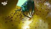 National Geographic Bug GIF by Nat Geo Wild