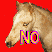 horse no GIF by BuzzFeed Animation