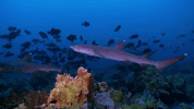 symphony for our world GIF by Nat Geo Wild 