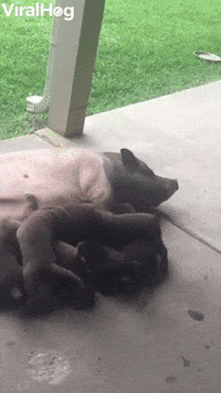 Puppies Try to Feed From Surrogate Pig