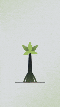 Palm Tree GIF
