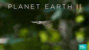 soar planet earth 2 GIF by BBC Earth