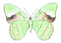 Crown_Affair_ hair butterfly luna brush Sticker