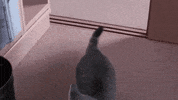 cat get GIF