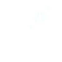 hs-movies flower japan sakura 白 Sticker