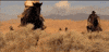 cats horses GIF