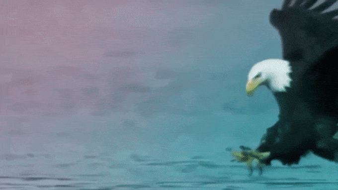 golden eagle on rampage GIF