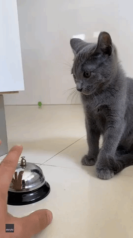 Clever Kittens Make a Racket as They Learn How to Ring Bell