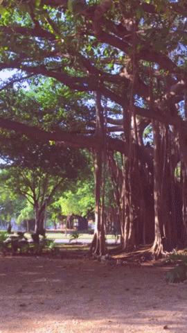 jprobst12 giphygifmaker GIF