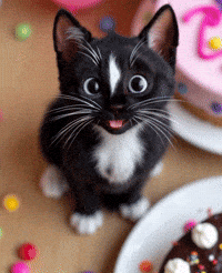 Happy Birthday Cute Cat GIF by Felini Rocks