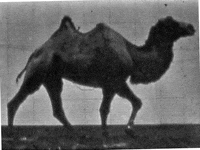 RBKheritage  GIF