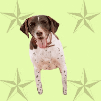 Texaswoofpack GIF