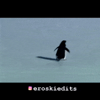Penguin GIF