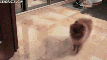 fail best of week GIF by Cheezburger