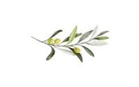 Olive Sticker by agroka