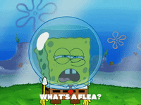 season 5 episode 10 GIF by SpongeBob SquarePants