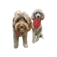 Cute Dogs Sticker by Geekster Pets