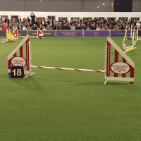 dog show GIF by Westminster Kennel Club
