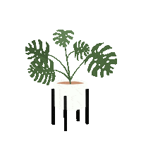 mikalynpaige plant monstera swiss cheese plant mikalynpaige Sticker