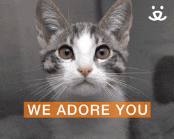 Save Them All I Love You GIF by Best Friends Animal Society