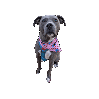 Valentines Dog Sticker by Geekster Pets