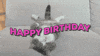 Happy Birthday Cat GIF