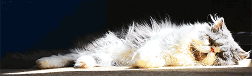 persian cat GIF