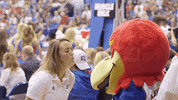 valentines day love GIF by University of Kansas
