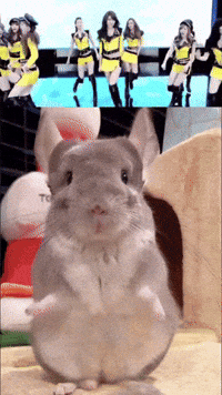 Taxi Sue GIF
