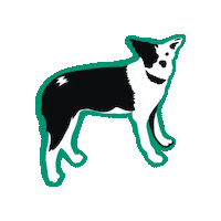 Border Collie Delta Sticker by URJ Jacobs Camp