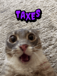 Funny Cat Taxes GIF