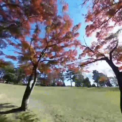 Autumn Fallingleaves GIF by IQUISPIN