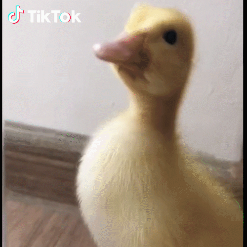Duck Hello GIF by TikTok Italia