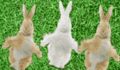 Easter Bunny Dancing GIF