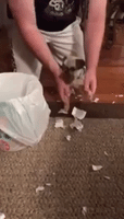 Rocky the Dog Learns to Clean Up His Own Mess
