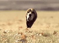 Dog Hound GIF by Respective
