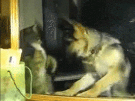 cat and dog GIF