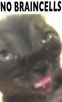 Cat Nobrain GIF