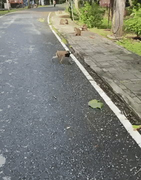 cuteanimalland giphyupload GIF