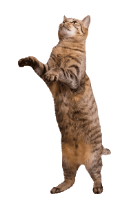 Cat Sticker by ViennaTouristboard