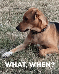 Dog What GIF by KreativCopy