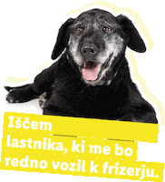 Kuza Frizer Sticker by Lidl Slovenija