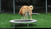 Fun Dogs GIF