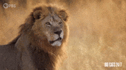 Season 2 Cats GIF by PBS