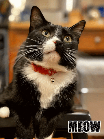 Tuxedo Cat Cats GIF by Amy Boyle Photography